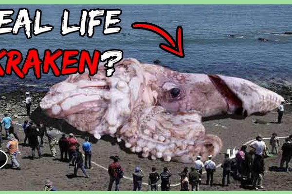 Кракен онион kraken dark link
