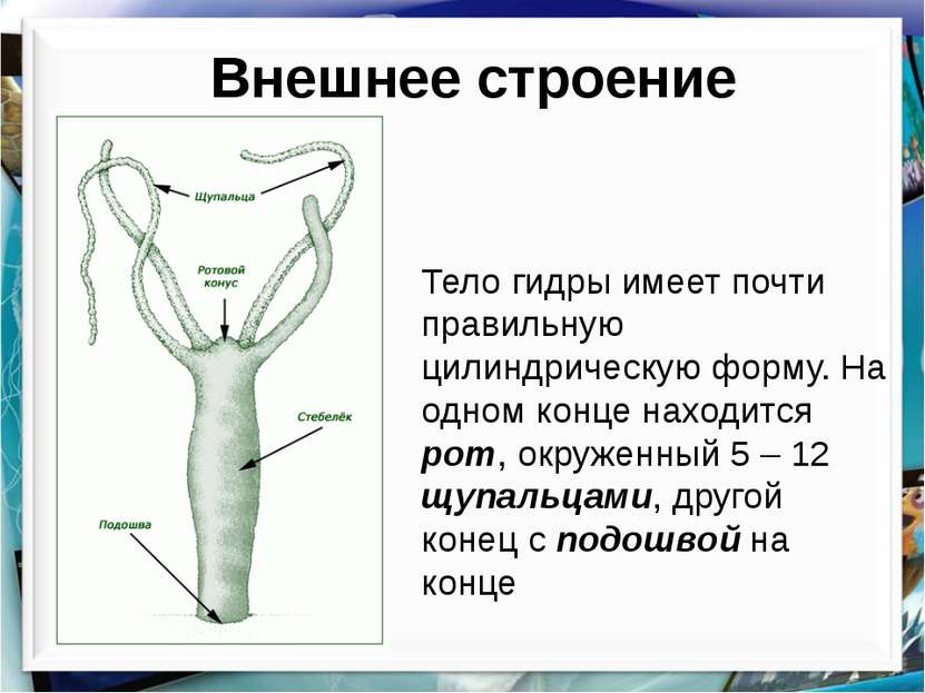 Как найти сайт кракен